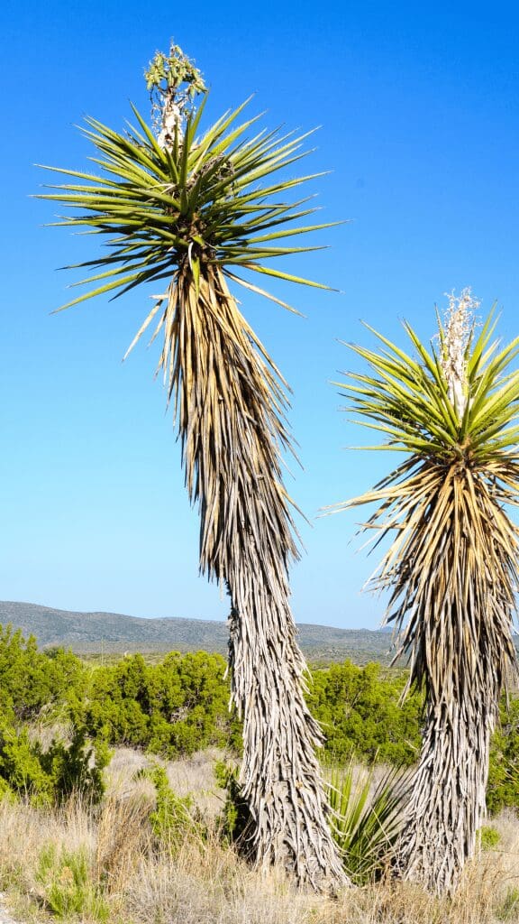 plants in park