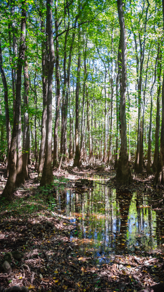 trees with trunks in water and reflection of forest