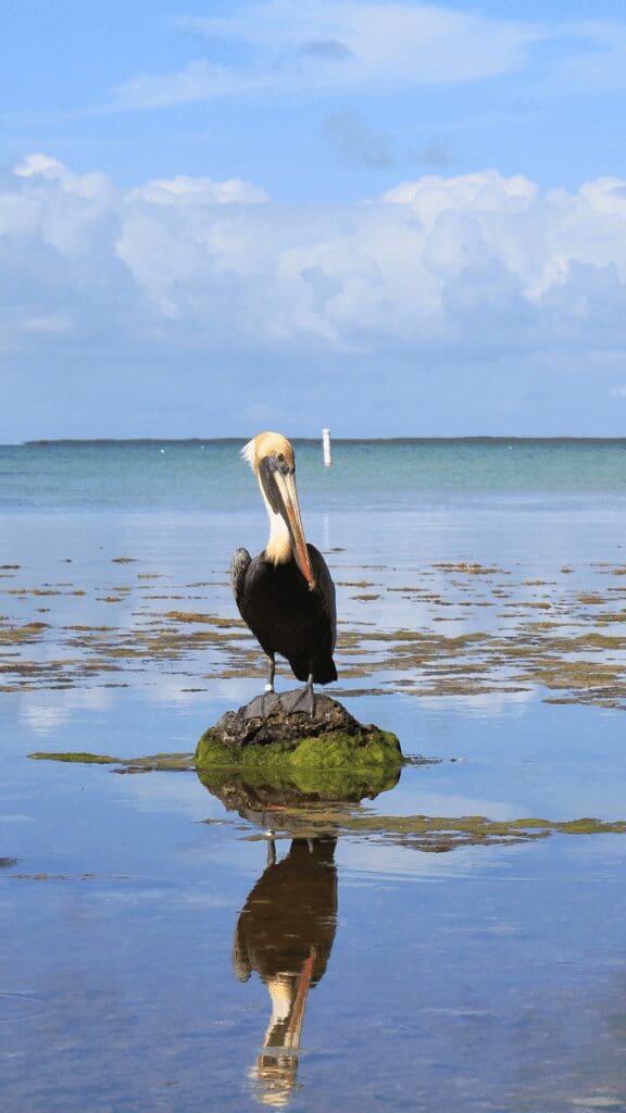 pelican sitting on rock in water