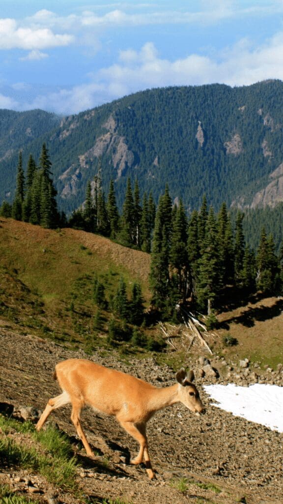 deer in park
