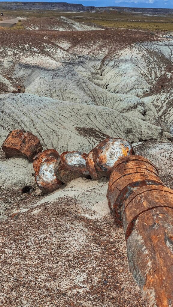 view of fallen tree that is petrified