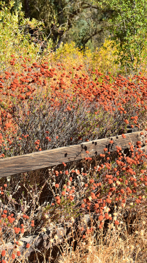 flowers along wooden fence