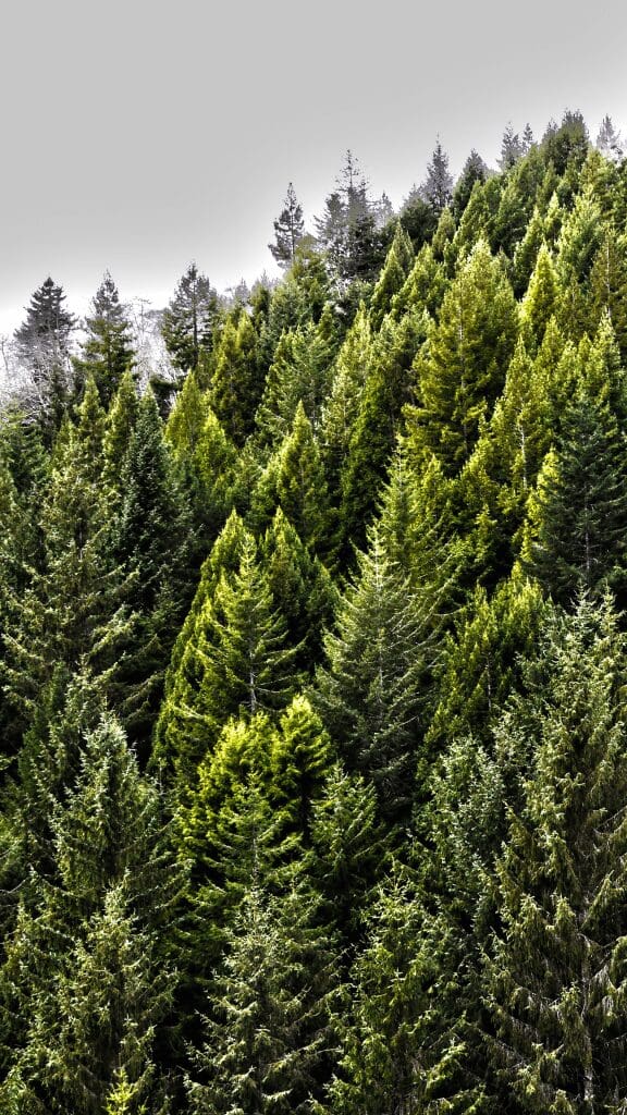 view from above the trees