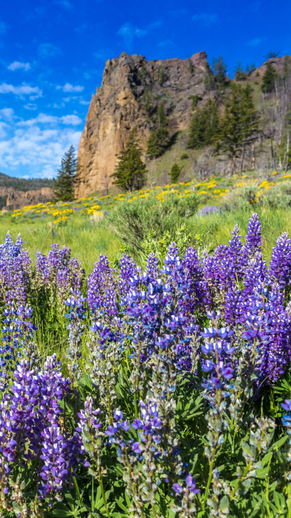 View of purple flowers with hills in background