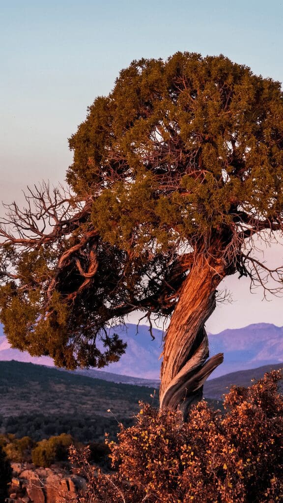 twisted tree overlooking the valley below