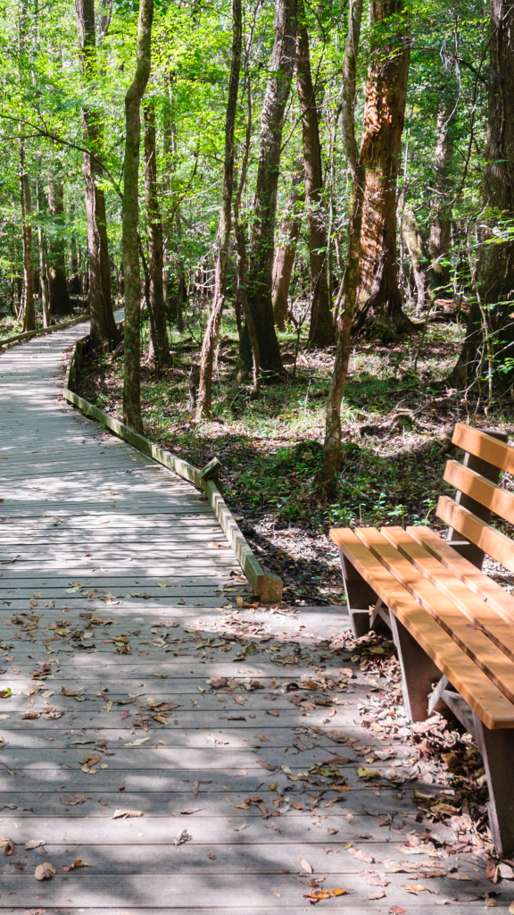 park bench beside trail in park