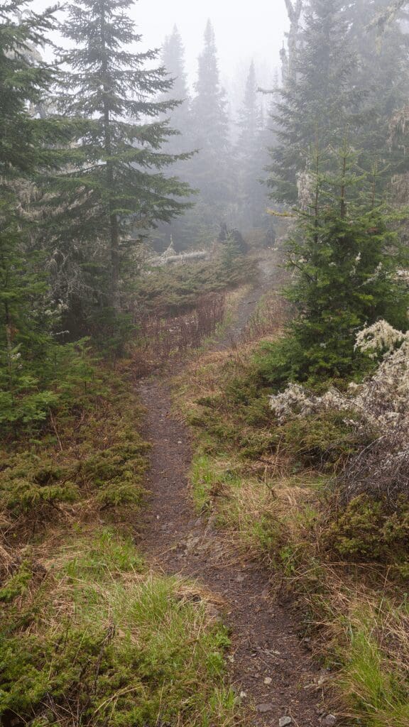 trail through park with greenery around