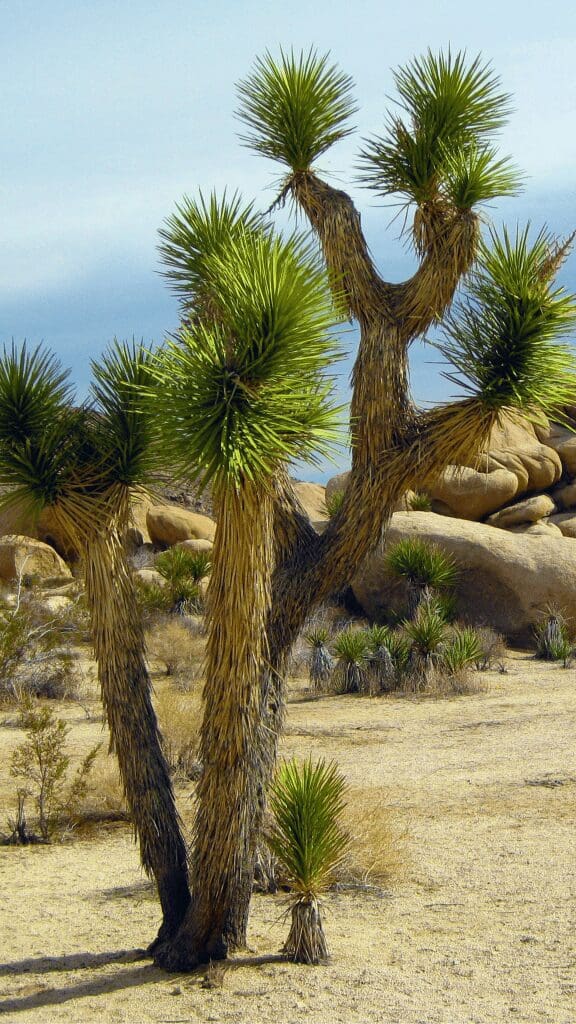 Joshua Tree with large rocks around