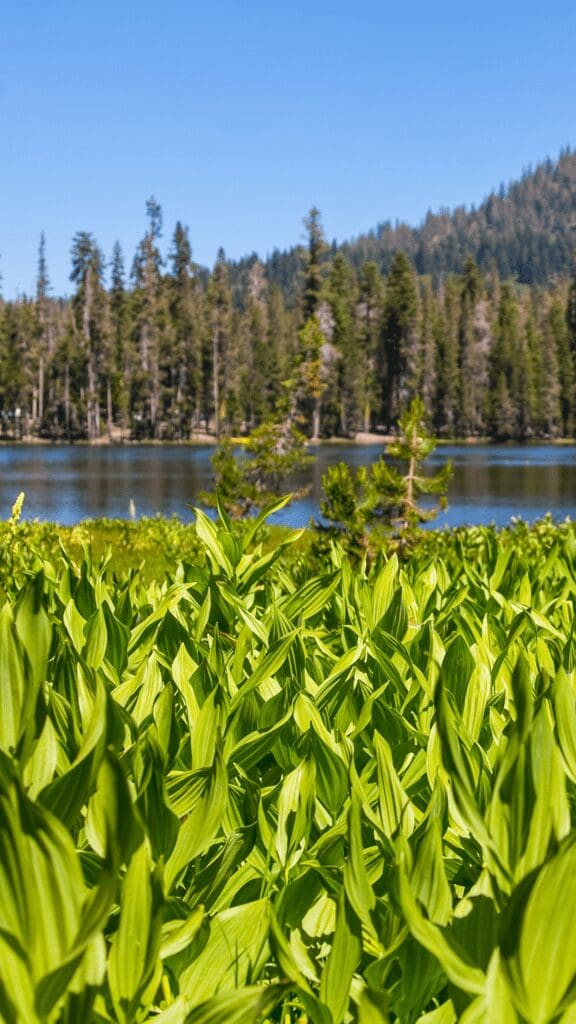view of plants around lake