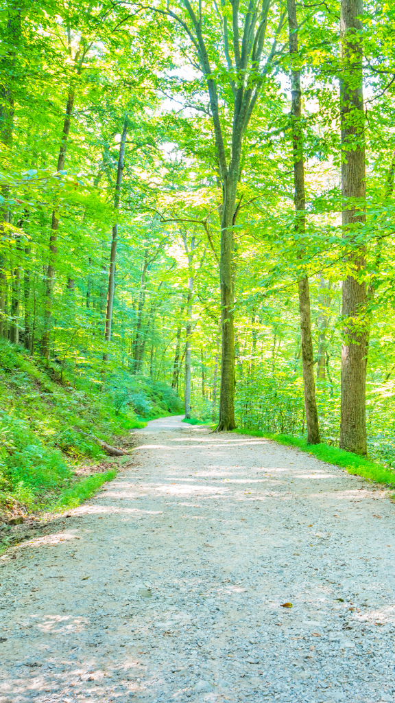 forested area with walking path through