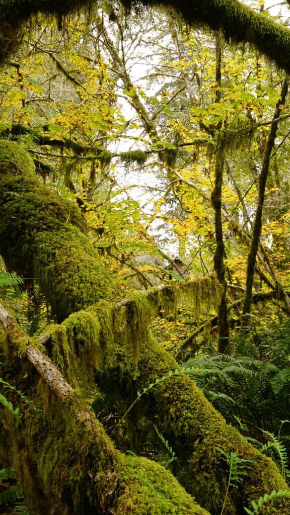 view of park with moss covered trees