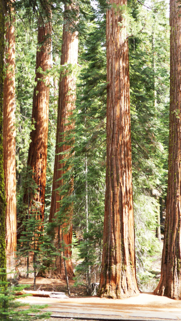 view of trees below