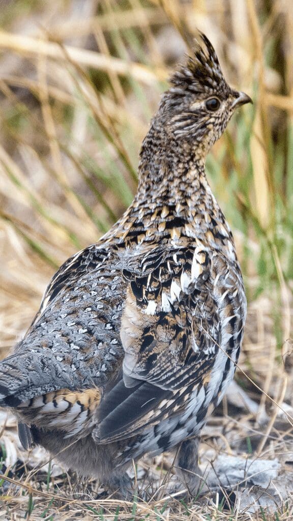 ruffled grouse in park