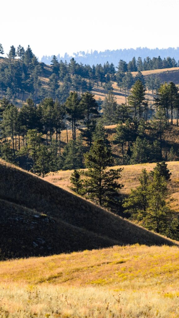 view of the fields of grass and pine trees
