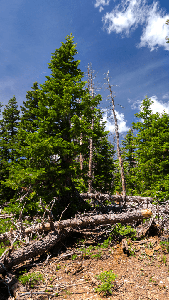 pine tree area of bryce canyon park