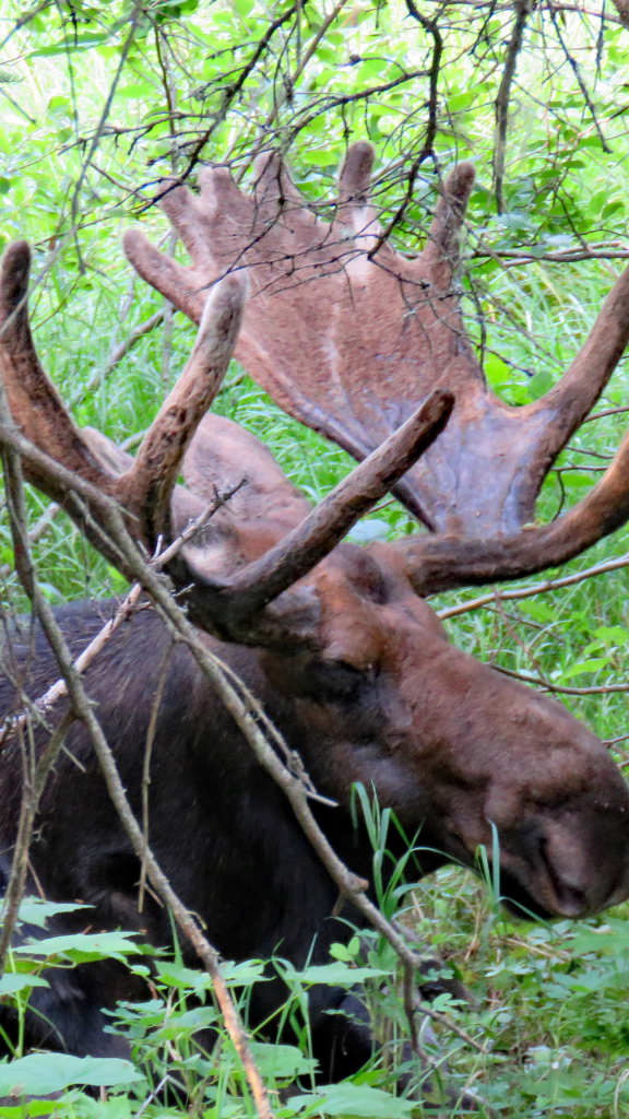 moose in trees