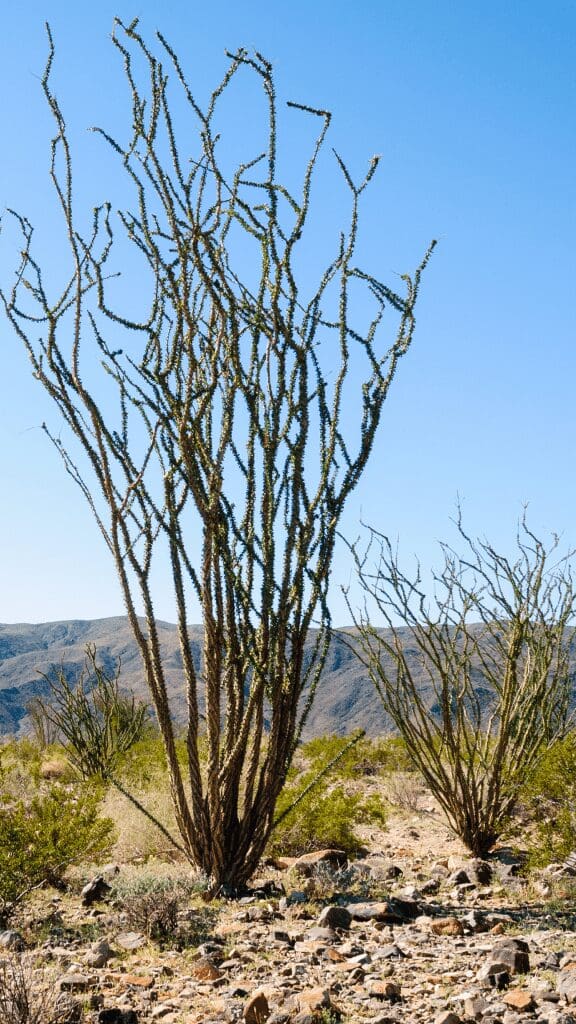 plants growing in park