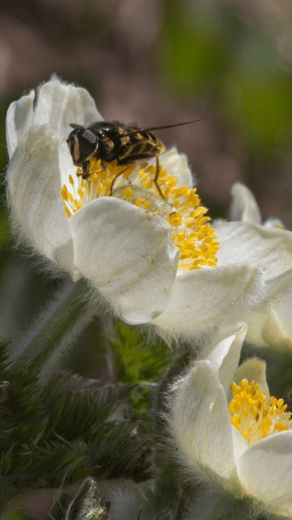 bee on white flower