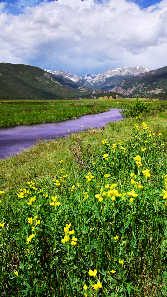 view of wildflowers