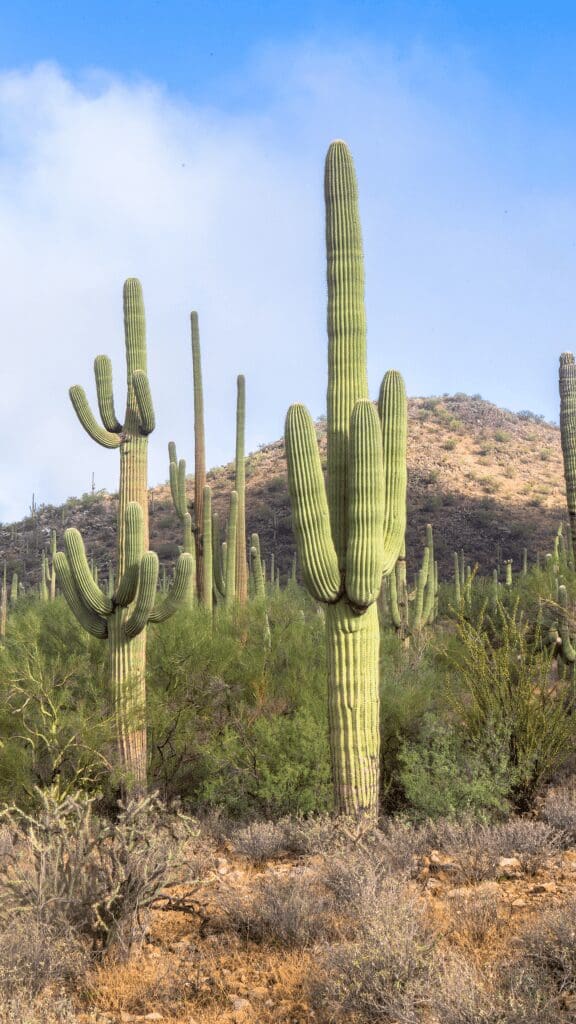 view of cactus with hills in background