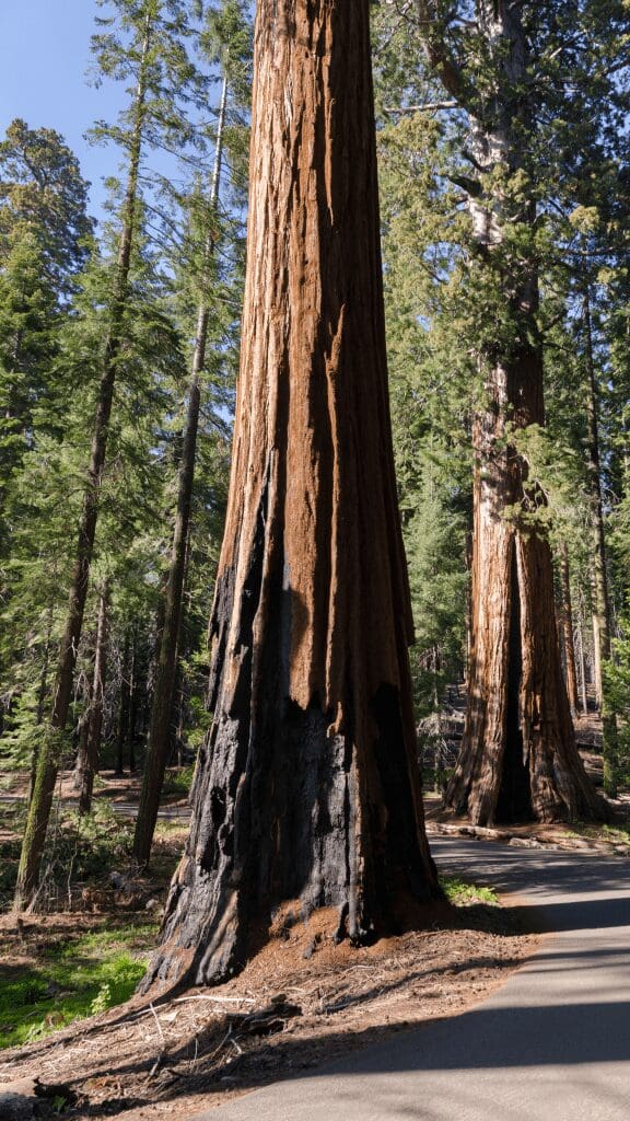 view of burned trees at trunk