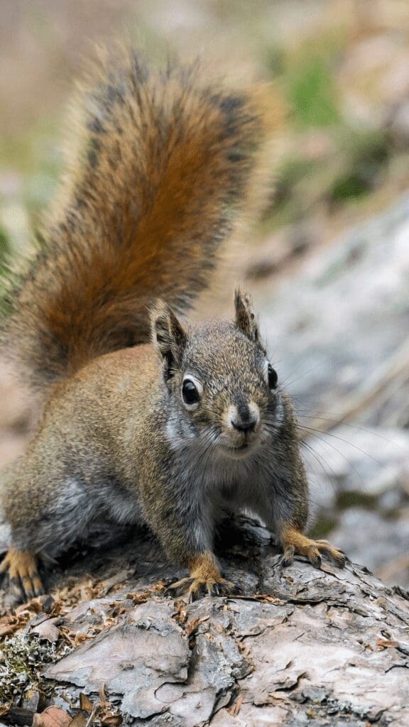 squirrel in park