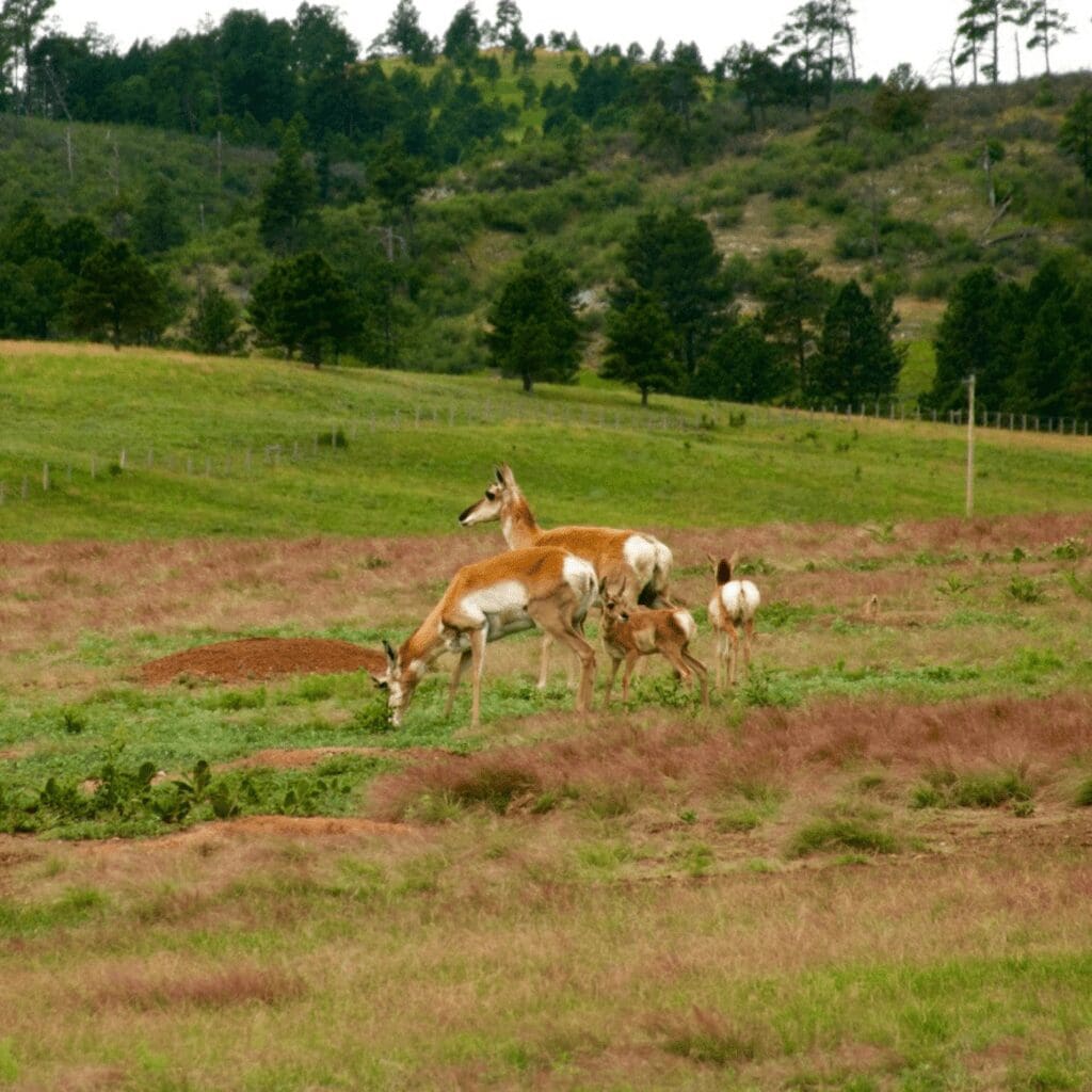 Pronghorns grazing in a field in Wyoming