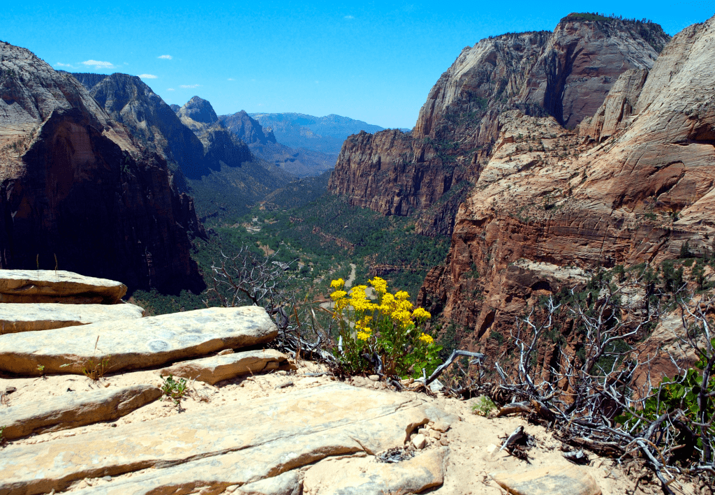 view from the top of angels landing