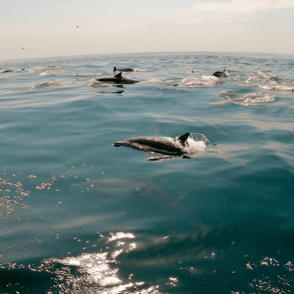 picture of hundreds of dolphins