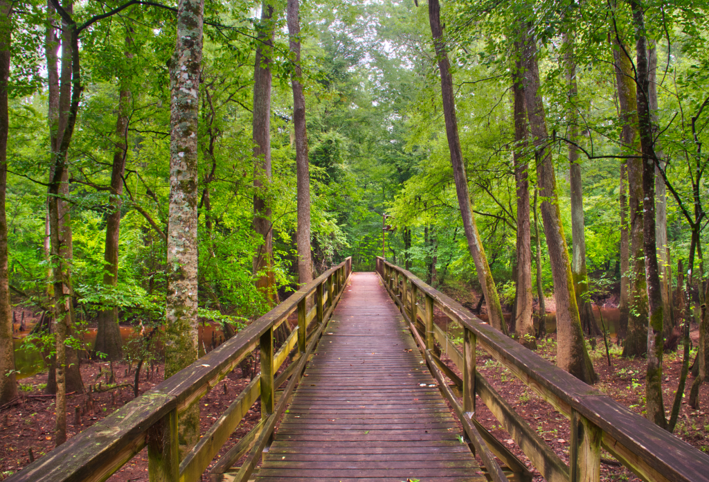 boardwalk though Congaree swamp