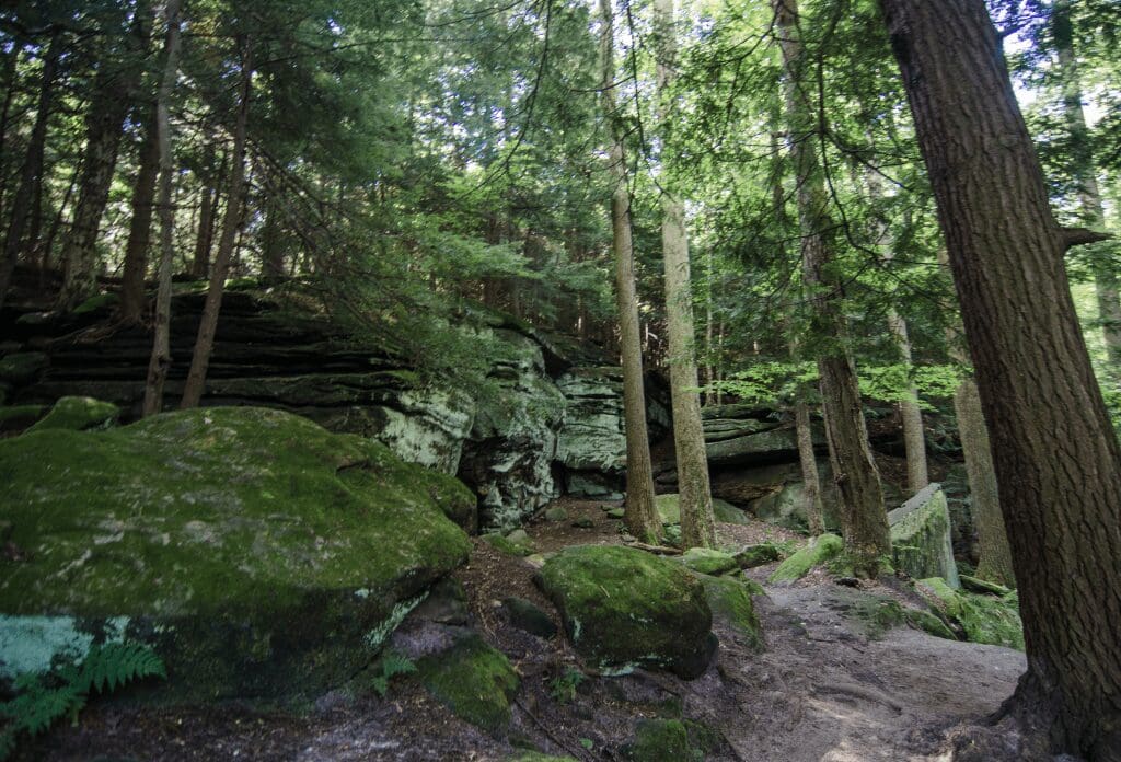 wooded forest