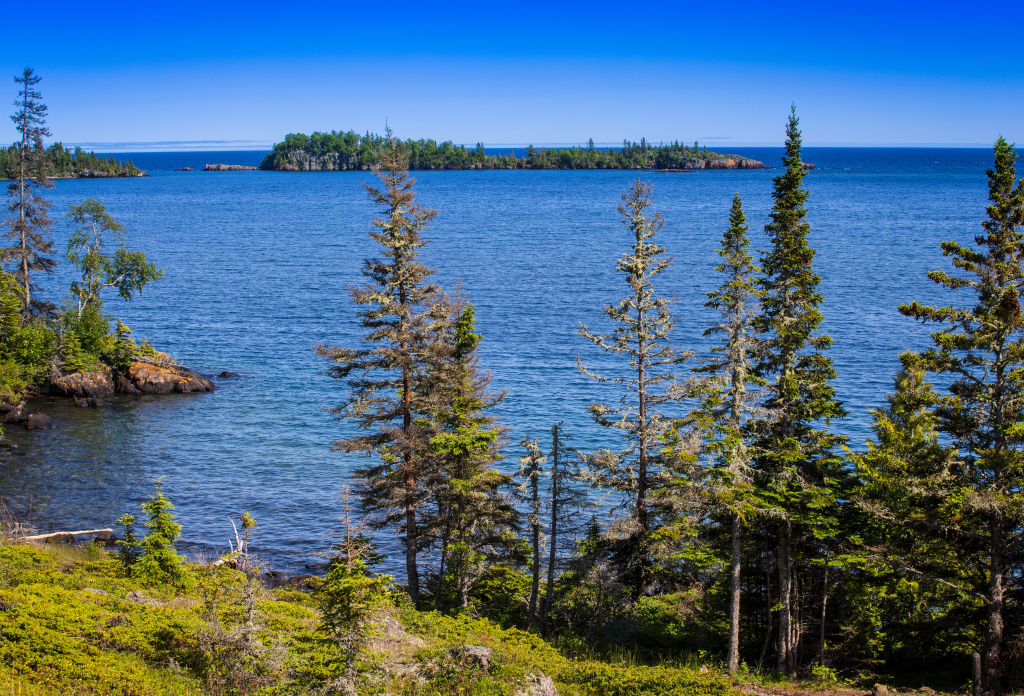view of the water through the pine trees