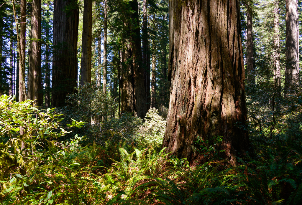 view of trees