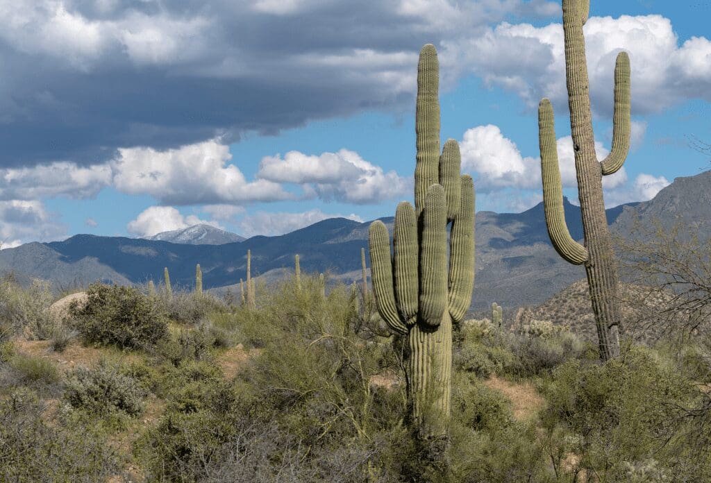 view of cactus