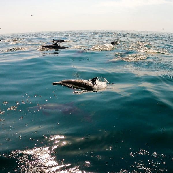 dolphins jumping out of water near Santa Barbara in the channel islands
