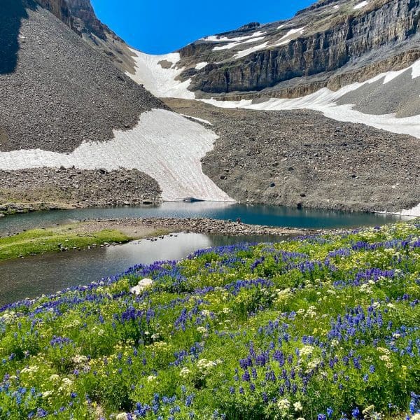 Heber City Utah view of wild flowers and mountain with snow