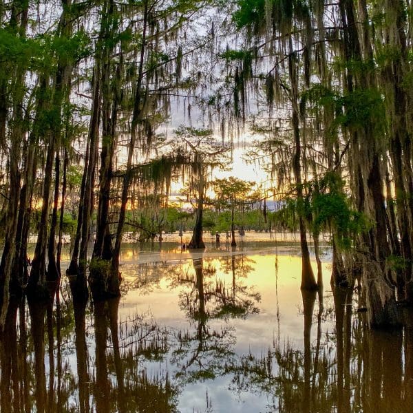 spanish moss trees over caddo lake at sunrise