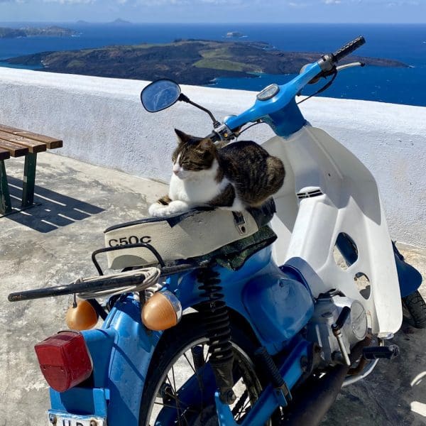 cat sitting on vespa in Santorini during Fira to Oia Hike