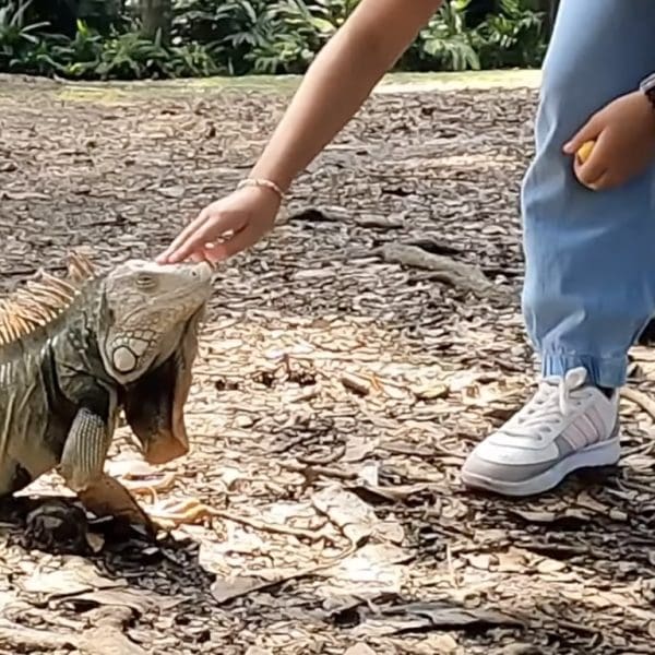 Iguana in Park with girl petting medellin