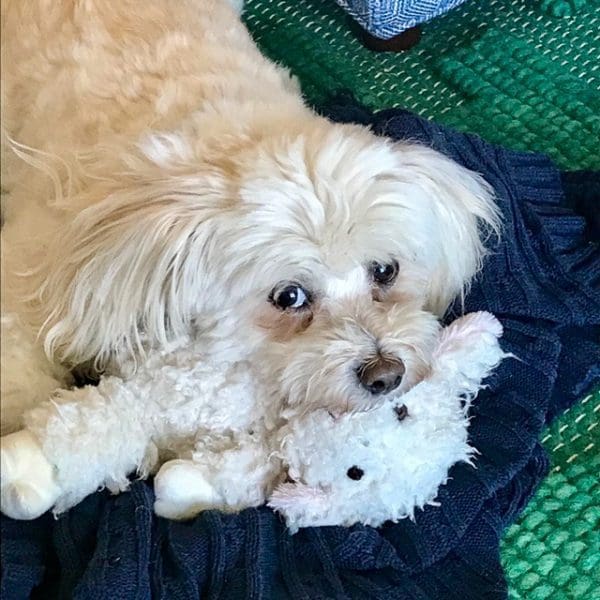 A picture of John & Bev's dog, Ginger. She's a white dog.