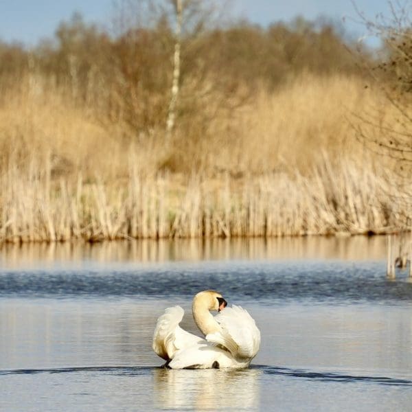 Swan swimming in the wild