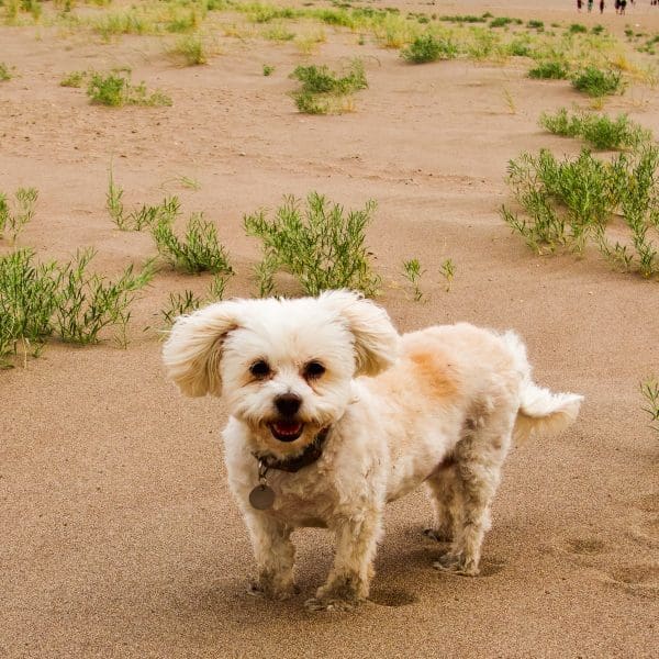 white dog in sand at Great Sand Dunes National Park