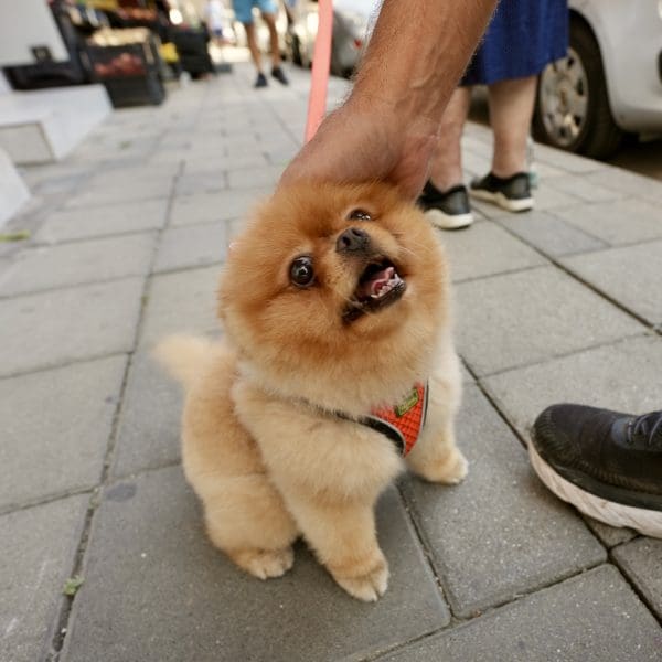 Cute tan dog on sidewalk