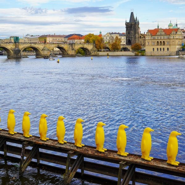 yellow penguins made from ocean plastics parading on the river in Prague