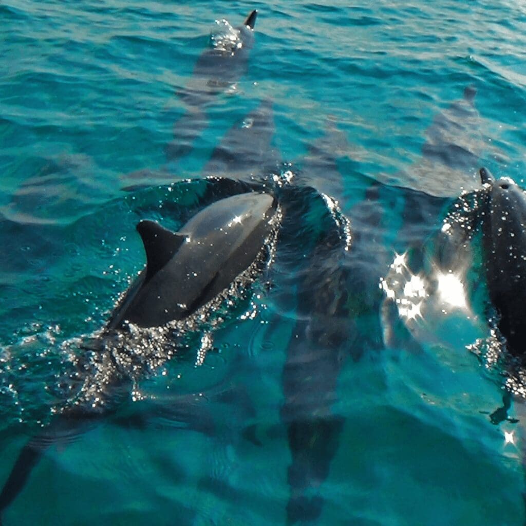 7 dolphins in aqua water