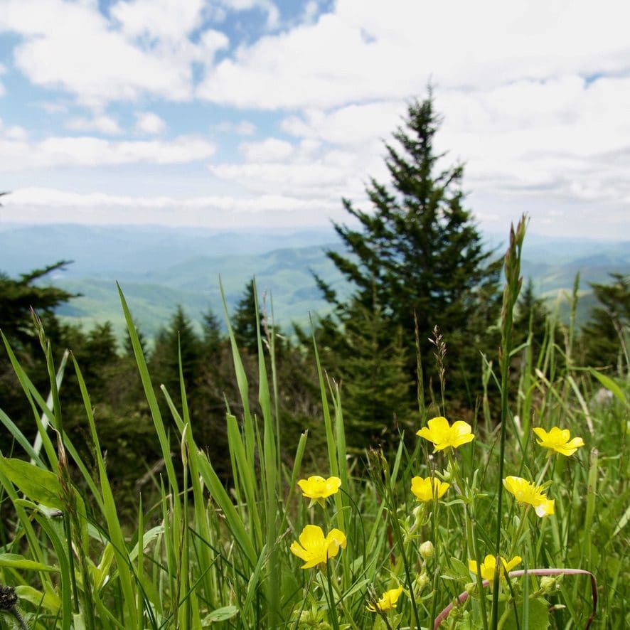 a view in of the park with yellow flowers in the foreground