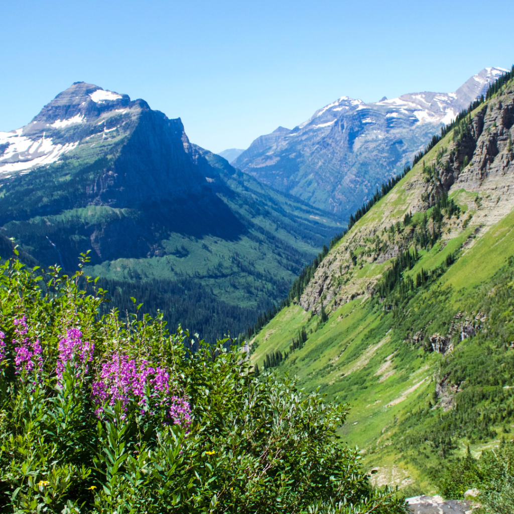 a view of the mountains with purple flowers in foreground