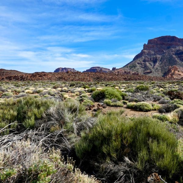 Volcanic landscape near Teide volcano on Tenerife in the Canary Islands of Spain