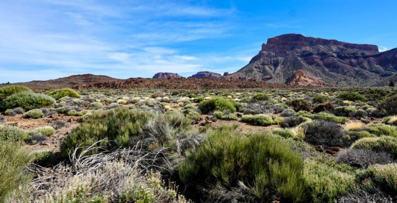Volcanic landscape near Teide volcano on Tenerife in the Canary Islands of Spain