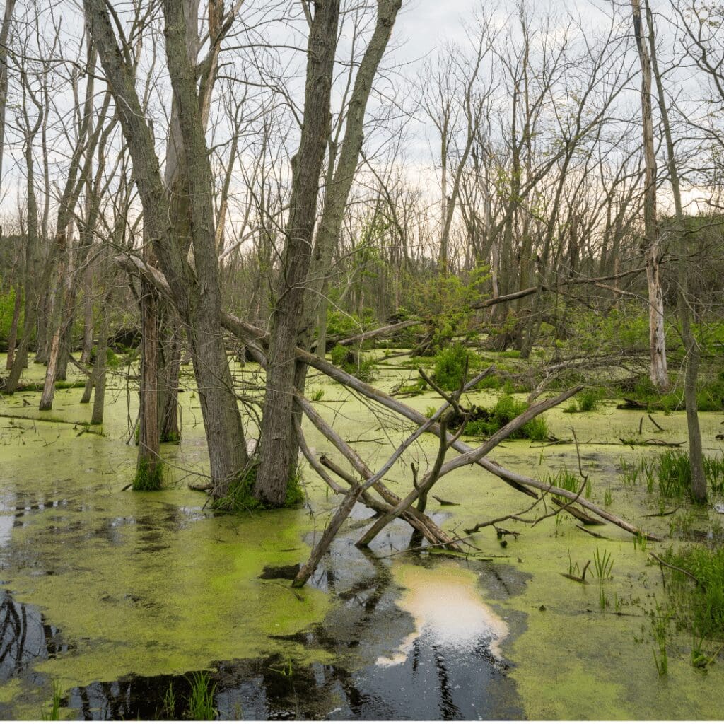 a view of a swampy field with trees growing in the water
